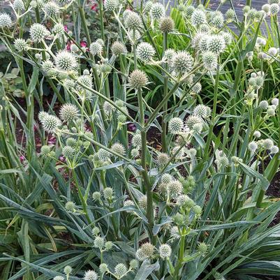 Eryngium yuccifolium