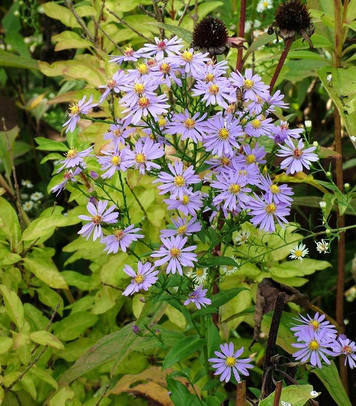 Aster laeve