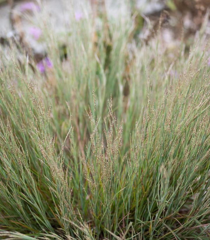 Schizachyrium littorale