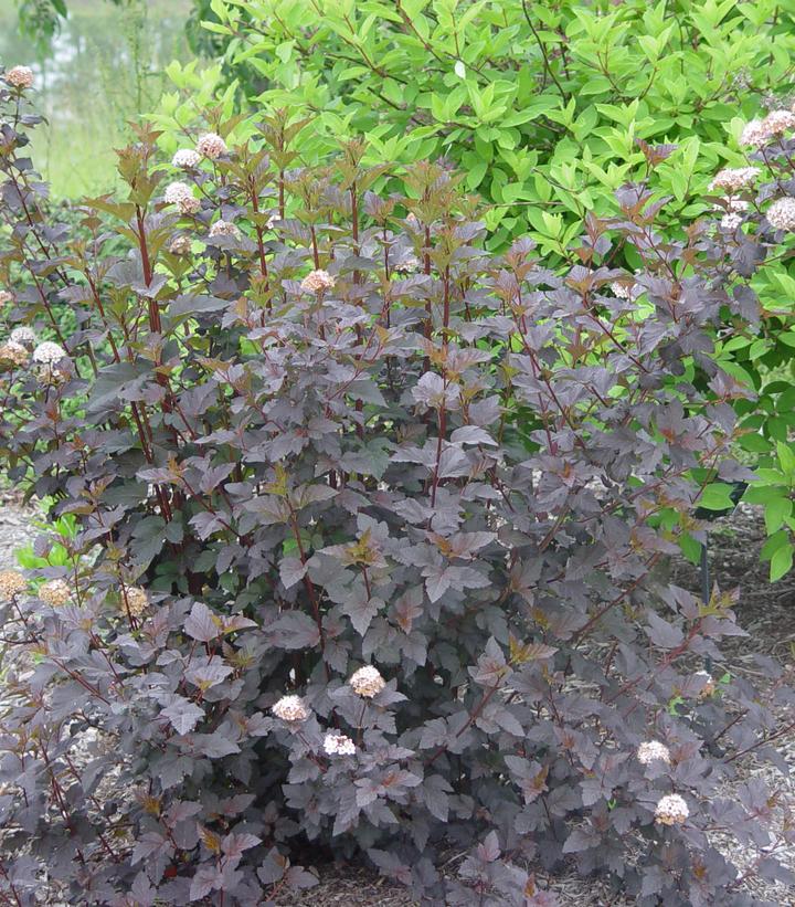Physocarpus opulifolius Diabolo