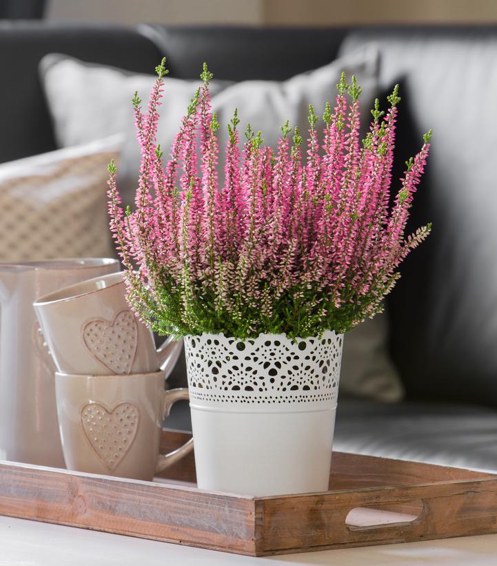 Calluna vulgaris Beauty Ladies® - Pink