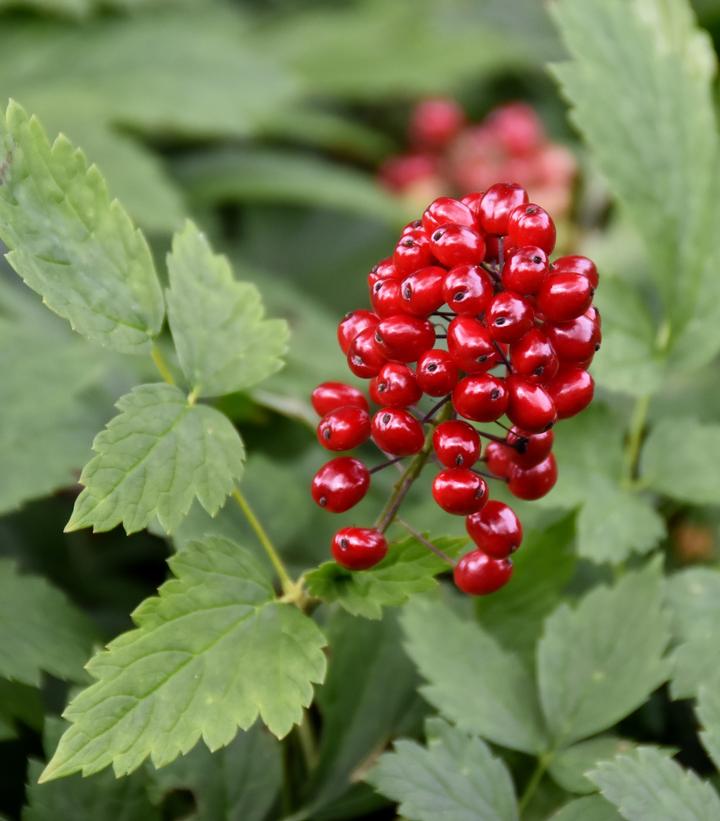 Actaea rubra