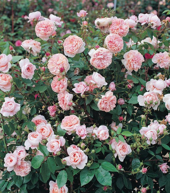 Rosa Colette™