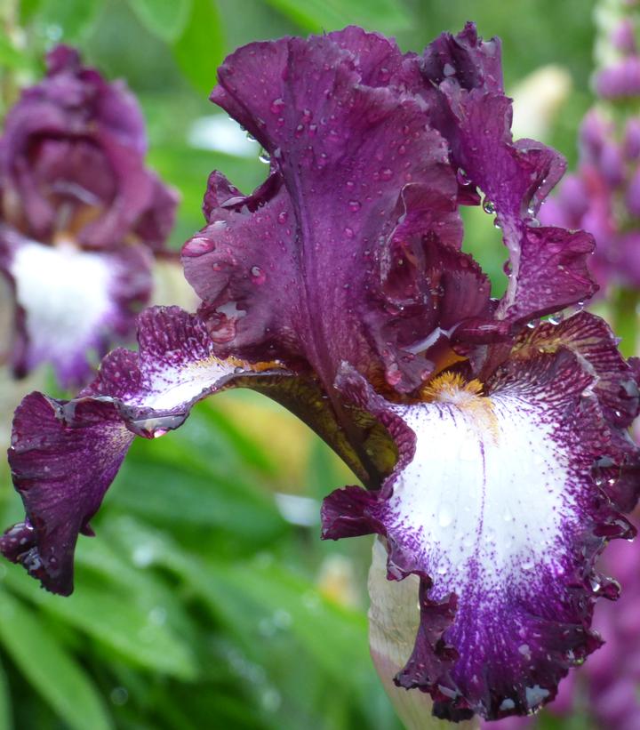 Iris germanica Tennison Ridge