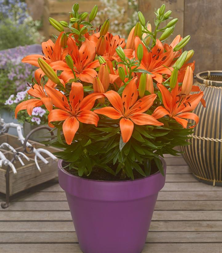Lilium asiatic Fantasiatic Orange