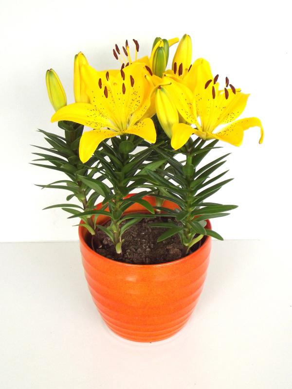 Lilium asiatic Fantasiatic Yellow