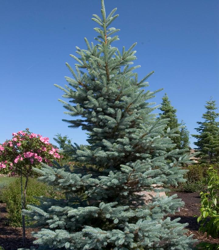 Picea pungens 'Fat Albert'