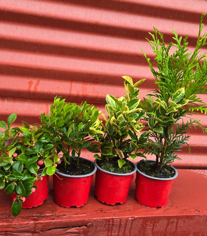 Holiday Combo Grinchmas