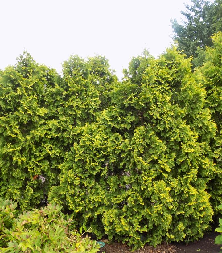 Thuja occidentalis 'Yellow Ribbon'