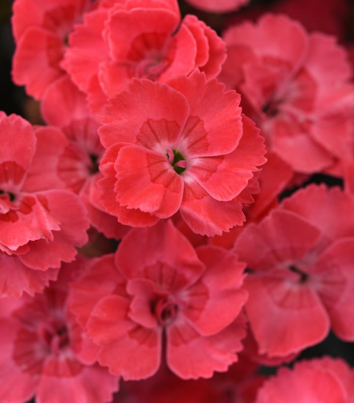Dianthus x EverLast™ 'Peach'