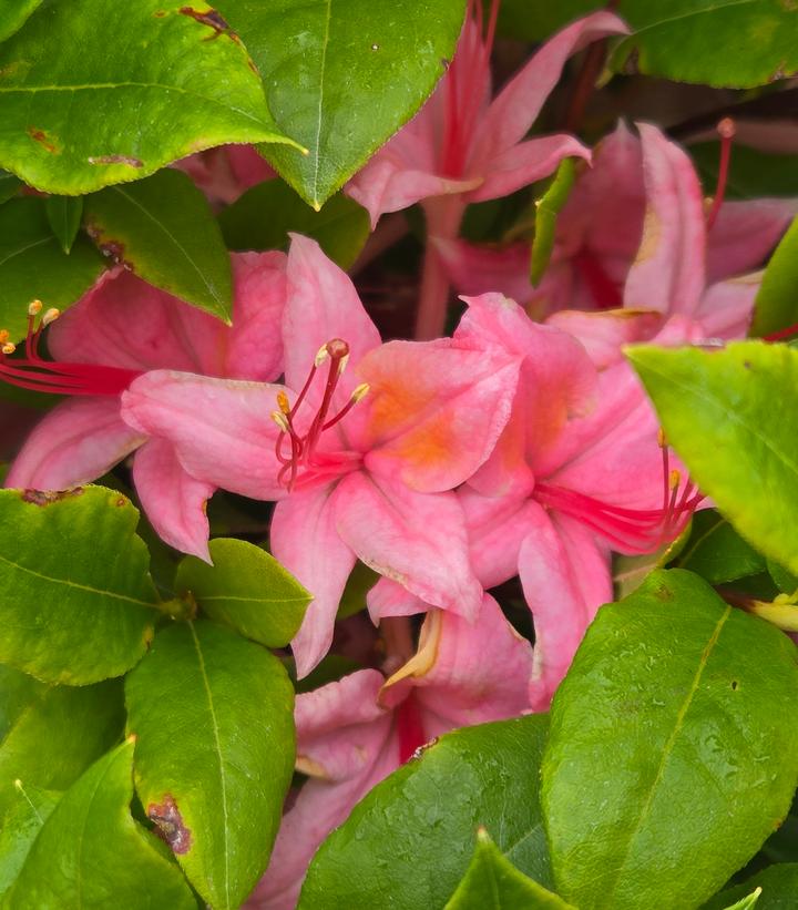 Azalea x 'Weston's Pennsylvania'