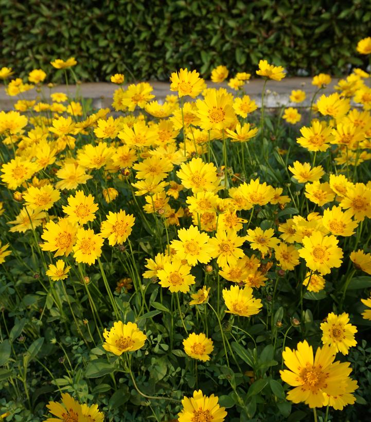 Coreopsis lanceolata