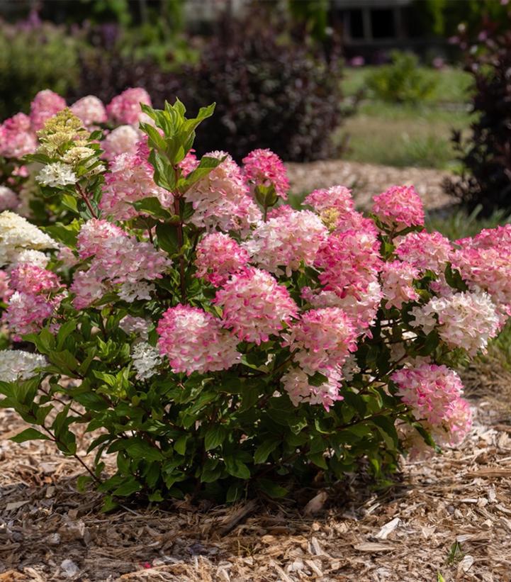Hydrangea paniculata Spring Sizzle™