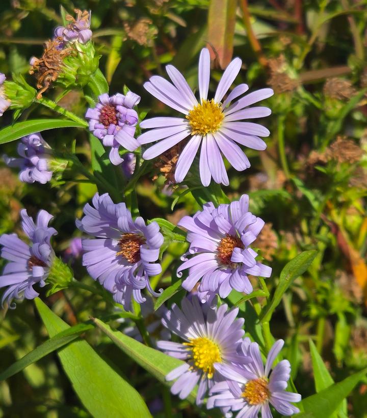 Aster novi-belgii