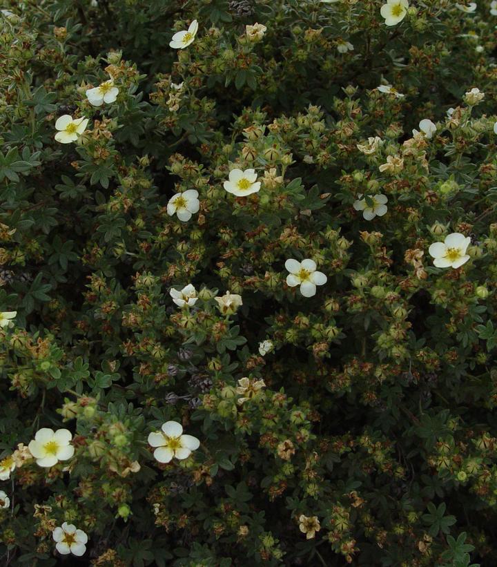 Potentilla fruticosa Abbottswood