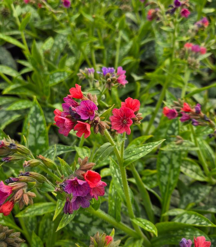 Pulmonaria 'Raspberry Splash'