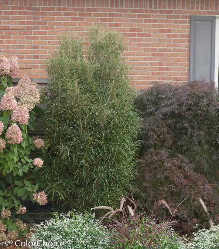 Rhamnus frangula Fine Line®