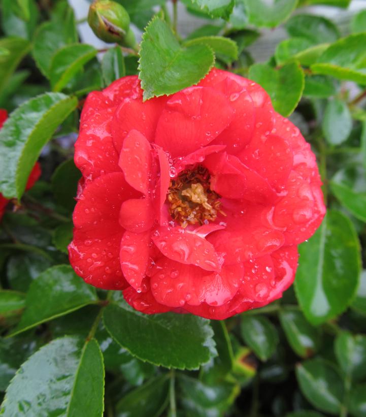 Rosa Flower Carpet Scarlet