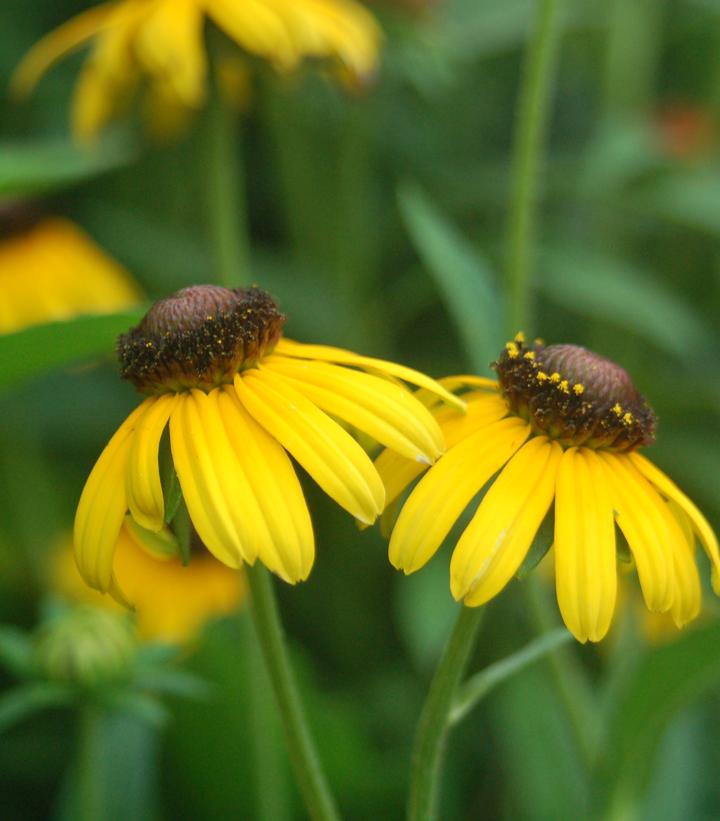 Rudbeckia fulgida x Viettes Little Suzy