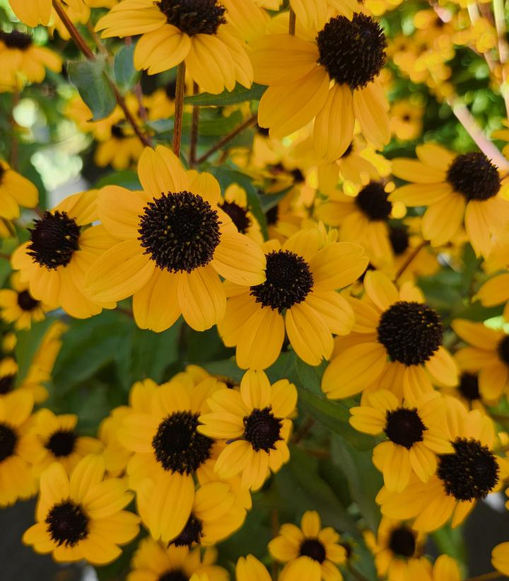 Rudbeckia triloba