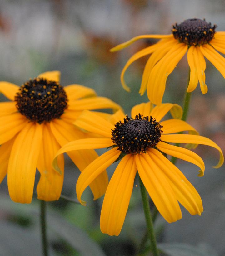 Rudbeckia var. fulgida
