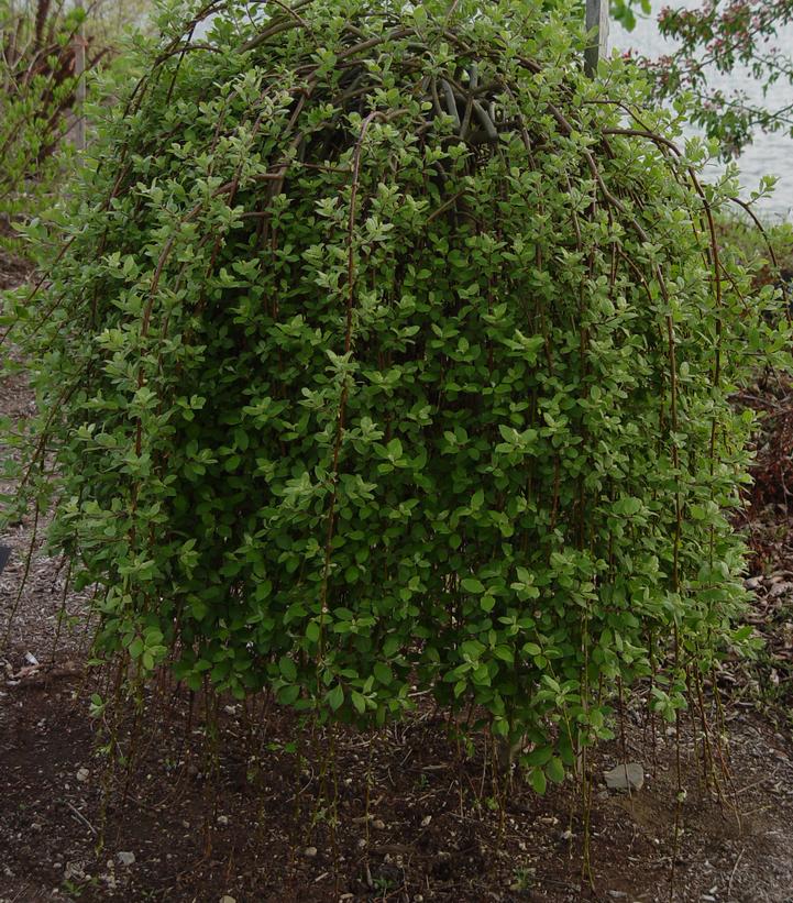 Salix caprea Pendula