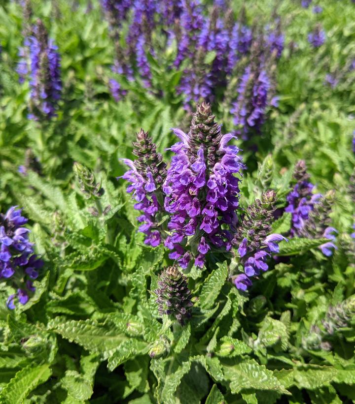 Salvia nemerosa Marcus™