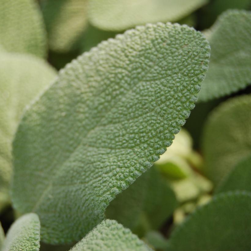 Salvia officinalis