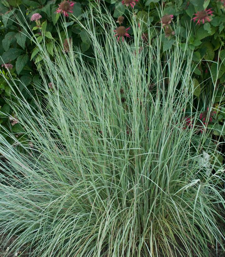 Schizachyrium scoparium 'Prairie Blues'