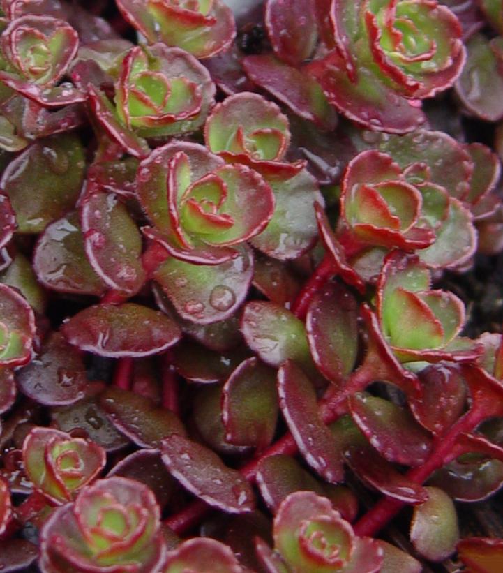 Sedum spurium Blaze