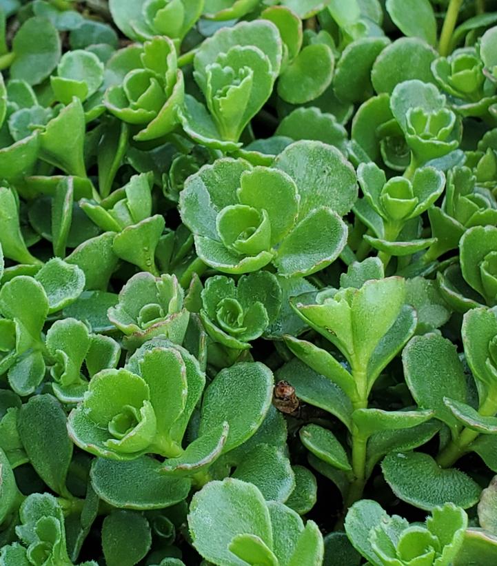 Sedum spurium 'John Creech'
