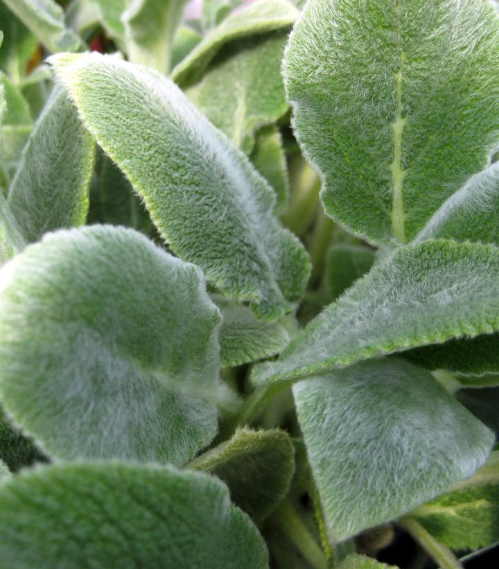 Stachys byzantina Silver Carpet