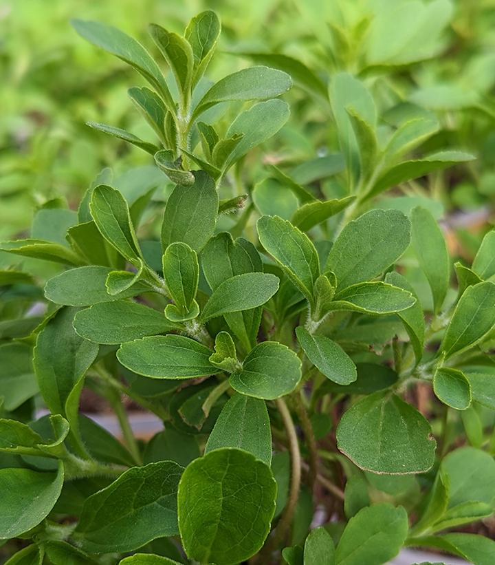 Stevia rebaudiana