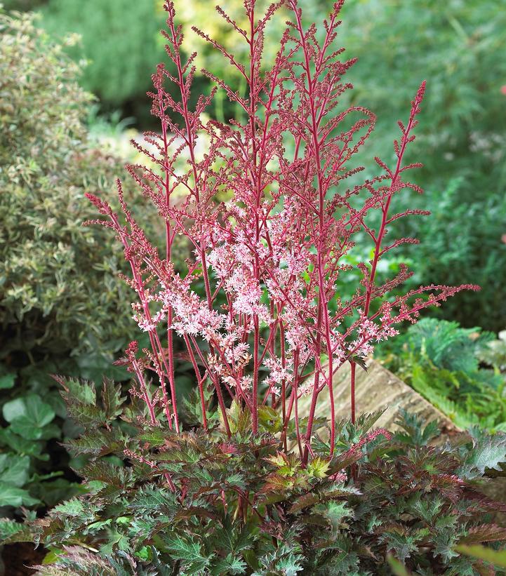 Astilbe x 'Delft Lace'