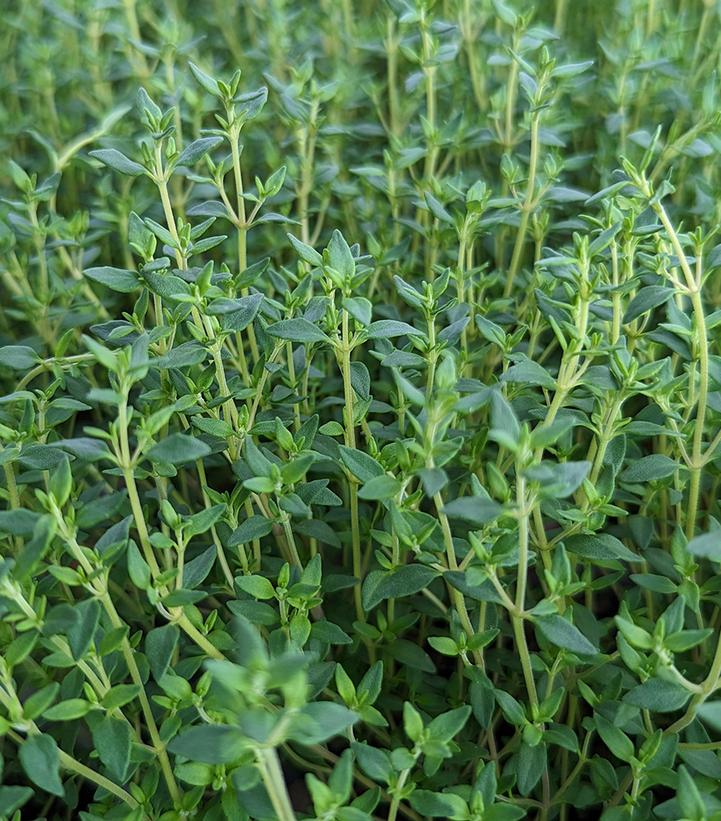 Thymus vulgaris