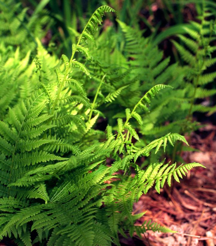 Athyrium filix femina 