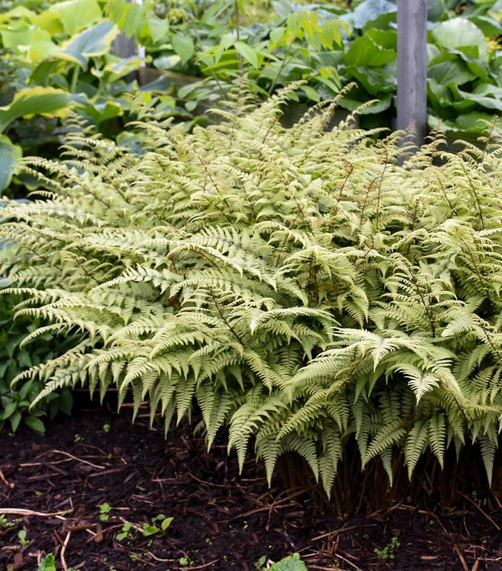 Athyrium nipponicum x 'Ghost'