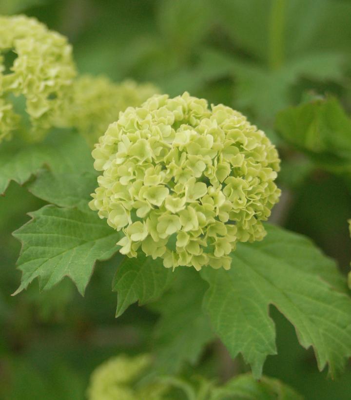 Viburnum opulus Roseum