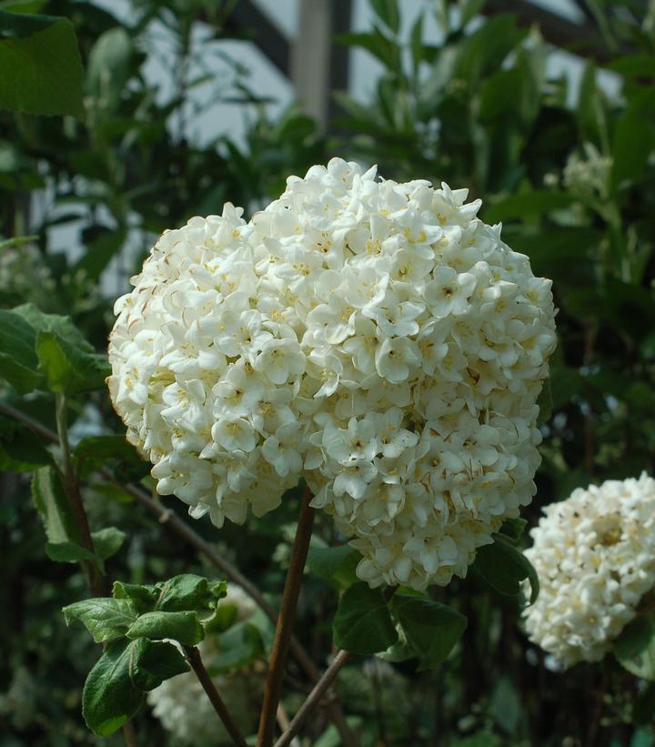 Viburnum carlesii