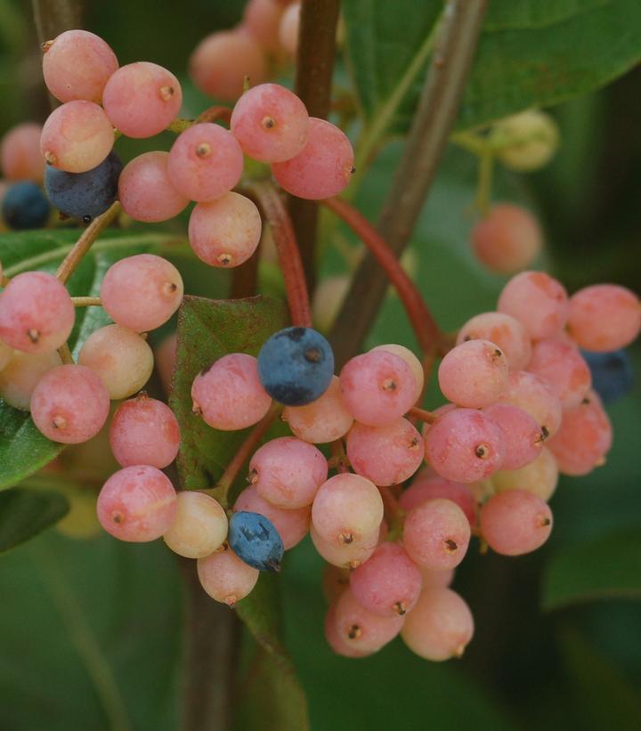 Viburnum nudum Winterthur