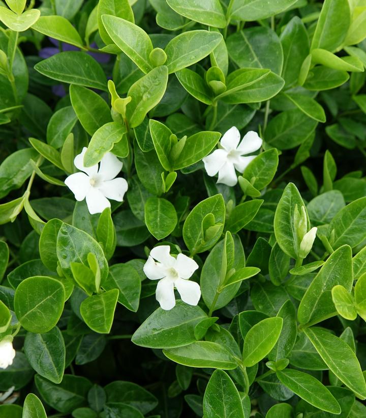 Vinca minor 'Alba'