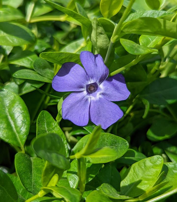 Vinca minor 'Bowles'