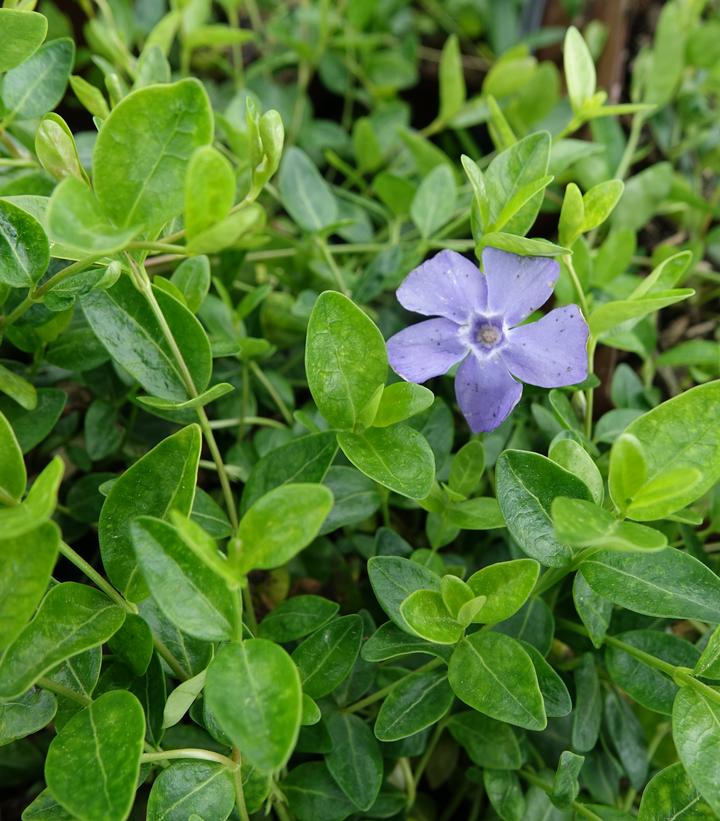Vinca minor 'Darts Blue'
