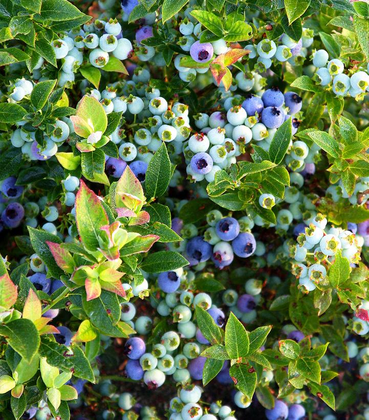 Vaccinium corymbosum hybrid Bushel and Berry™ Bushel and Berry® Jelly Bean®