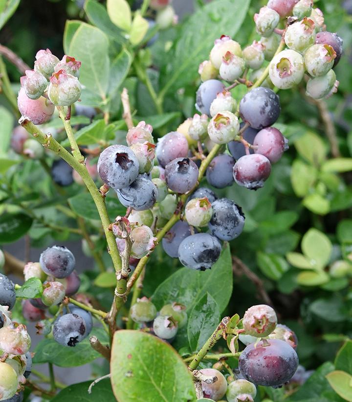 Vaccinium corymbosum hybrid Bushel and Berry® Peach Sorbet®