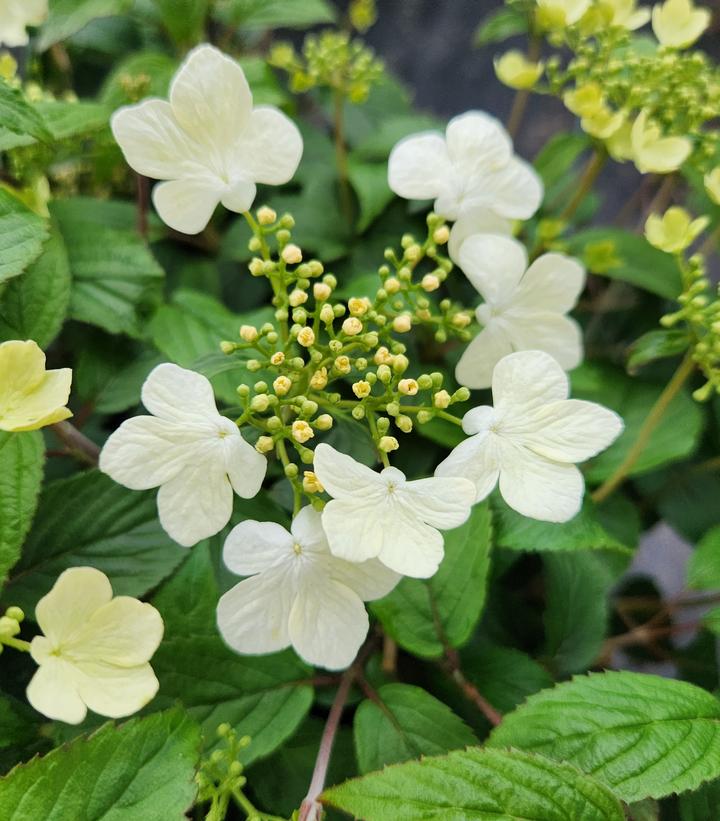 Viburnum p. t. Summer Snowflake