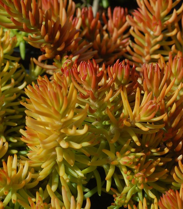 Sedum rupestre 'Angelina'