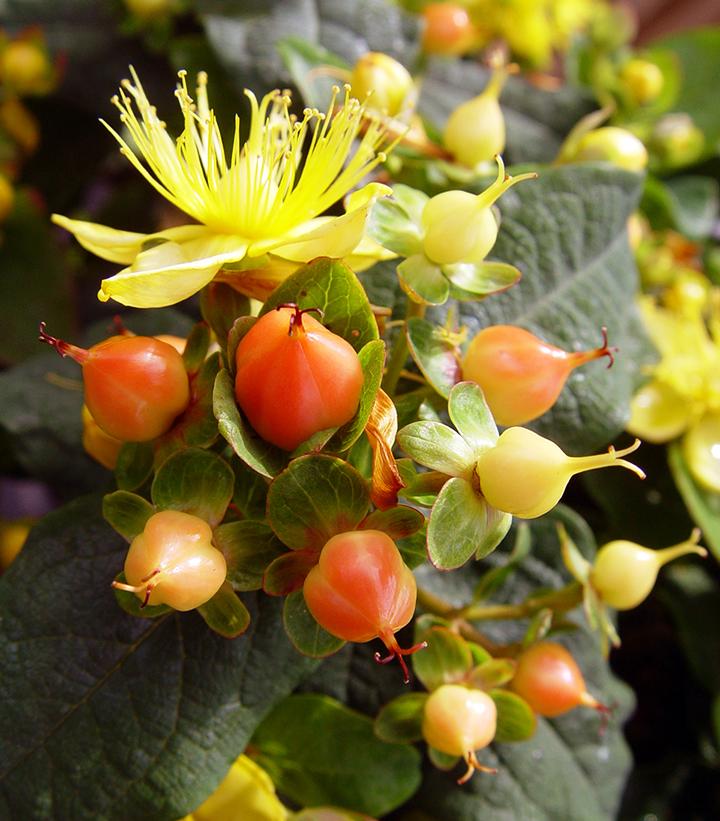 Hypericum inodorum Pumpkin