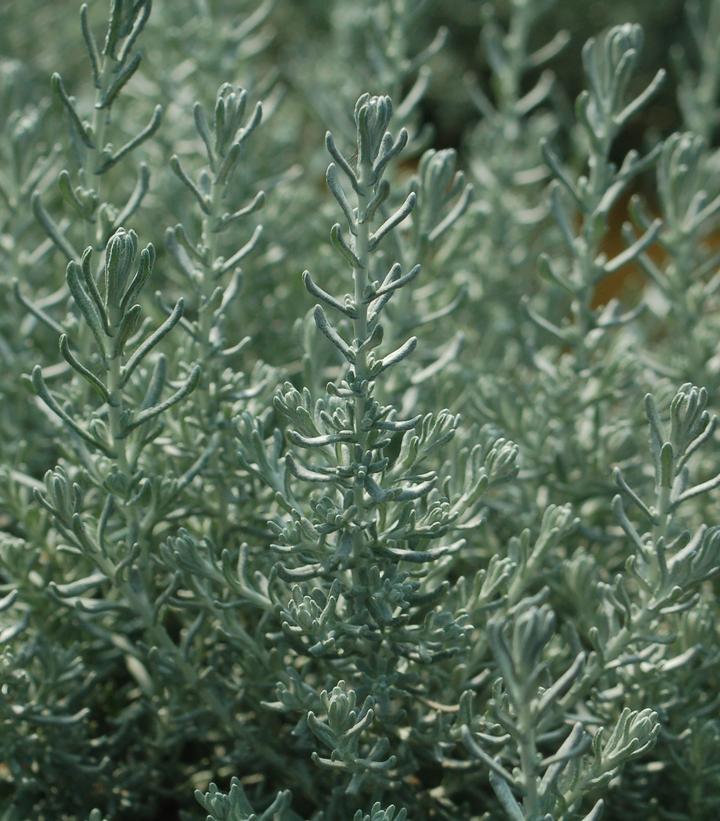 Helichrysum angustifolium