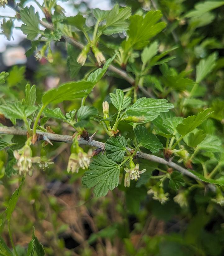 Ribes Hinnonmaki Red